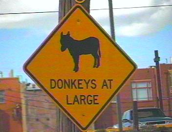 Donkeys At Large in Cripple Creek, CO!