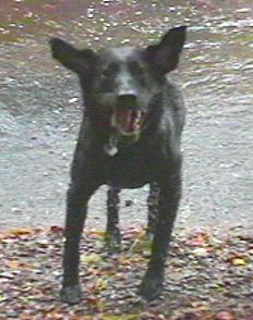 Boris jumps for joy upon returning to Oglebay!